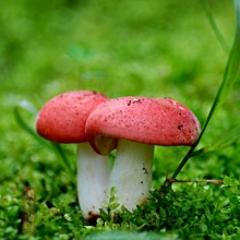 野生菌红菇干货云南土特产蘑菇山珍野生菌思茅大红菌