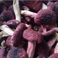 野生菌红菇干货云南土特产蘑菇山珍野生菌思茅大红菌
