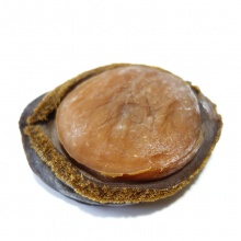 南海大网鲍大鲍鱼干货大鮑魚酒店专用250g