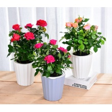 喜艾 办公室内植物花卉