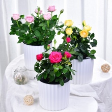 喜艾 办公室内植物花卉