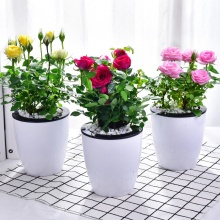 喜艾 办公室内植物花卉