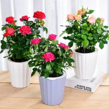 喜艾 办公室内植物花卉